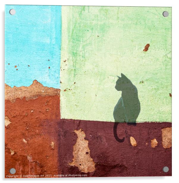 Black cat sitting on a colourful wall in Cuba Acrylic by Delphimages Art