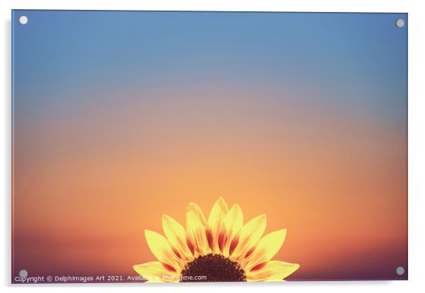 Sunflower surreal minimal sunset Acrylic by Delphimages Art