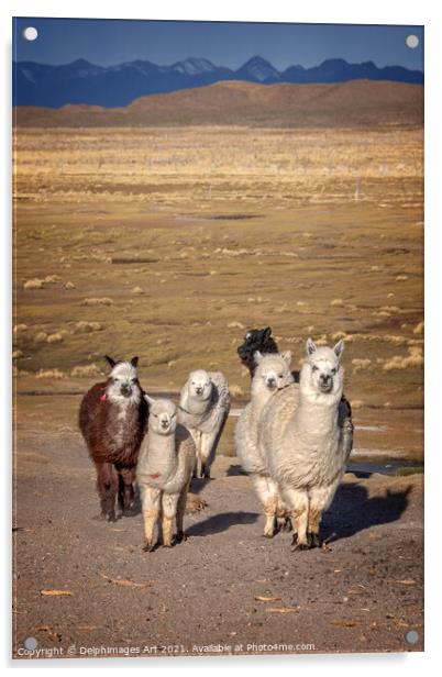 Group of curious alpacas in Bolivia, Andes Acrylic by Delphimages Art