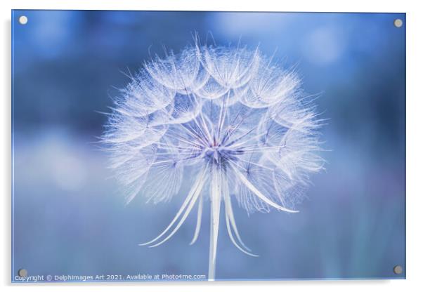 Dandelion flower close up in blue Acrylic by Delphimages Art