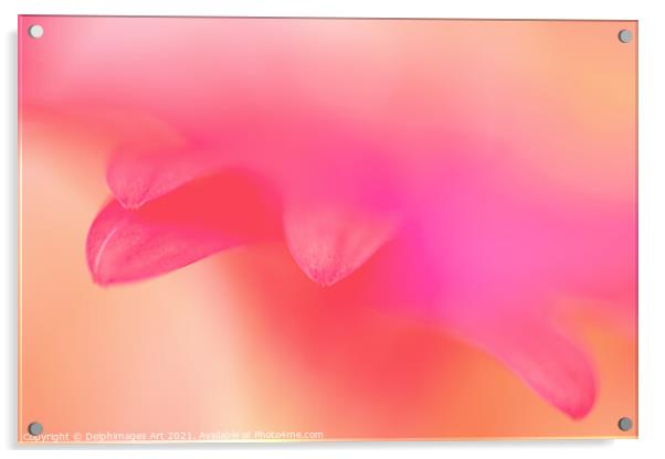 Delicate pink petals, flower abstract art Acrylic by Delphimages Art