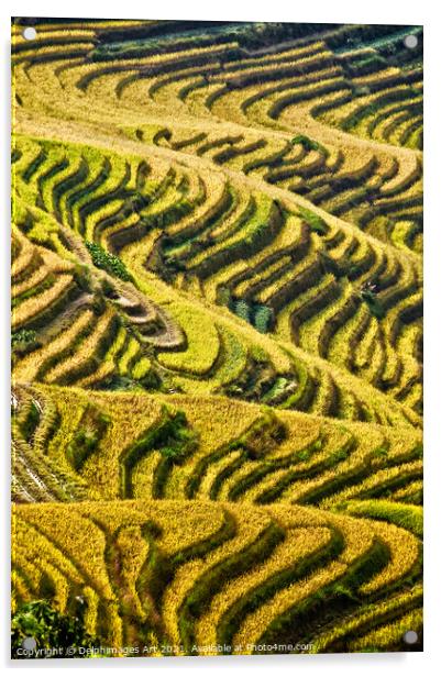  Longji rice terraces near Guilin, Guanxi China Acrylic by Delphimages Art