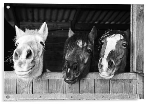 Three funny horses in their stables, fun animals Acrylic by Delphimages Art