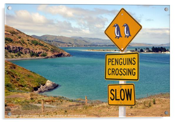 Penguins crossing roadsign in New Zealand Acrylic by Delphimages Art