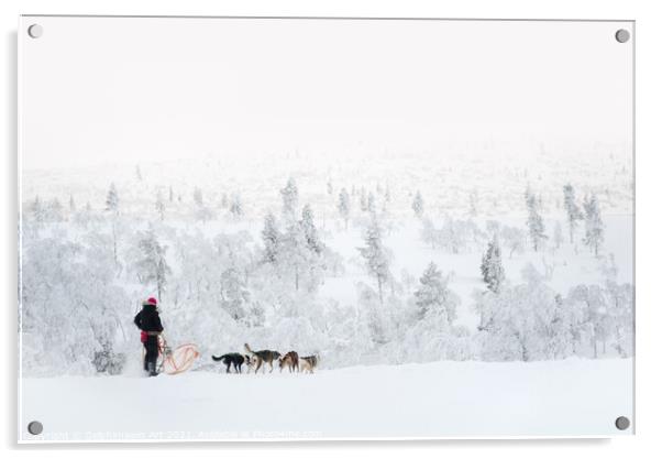 Husky safari, dog sledding in winter Acrylic by Delphimages Art