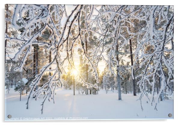 Lapland winter landscape. Sun and frozen trees Acrylic by Delphimages Art