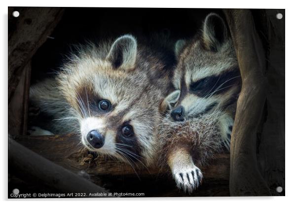 Raccoons. Cute animal babies Acrylic by Delphimages Art