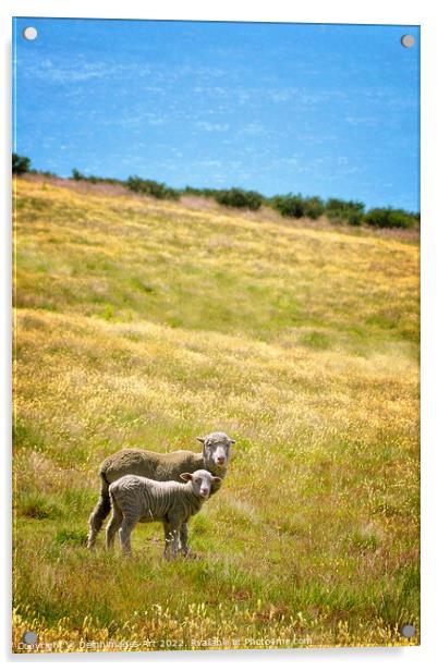 New Zealand, sheep and lamb Acrylic by Delphimages Art