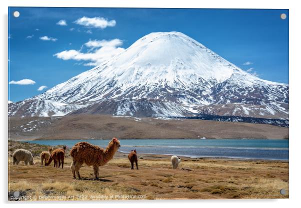 Alpacas and volcano, Chile landscape Acrylic by Delphimages Art