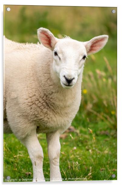 Portrait of a curious young sheep, Scotland Acrylic by Delphimages Art