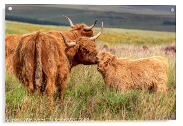 Highland cow and calf in Dartmoor, Devon Acrylic by Delphimages Art