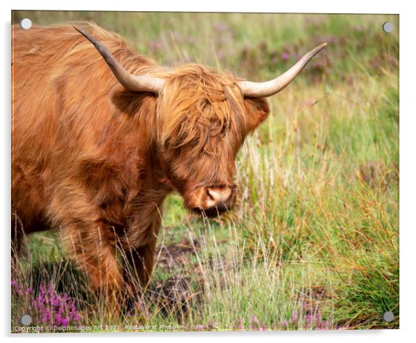 Portrait of a Highland cow Acrylic by Delphimages Art