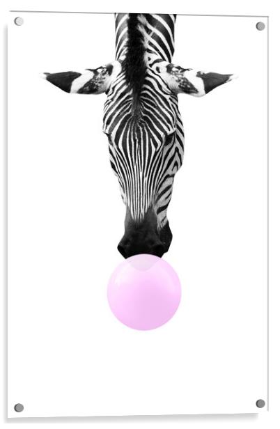 Bubble gum zebra, funny animal Acrylic by Delphimages Art
