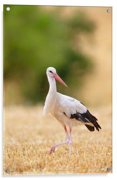 White Stork (Ciconia ciconia) Acrylic by Dirk Rüter