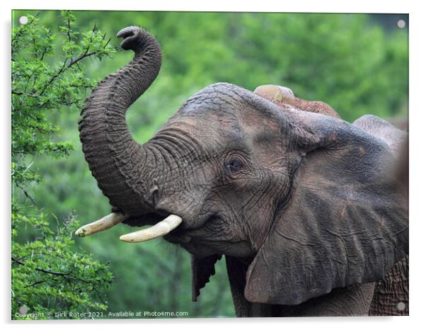 African Elephant (Loxodonta africana) Acrylic by Dirk Rüter