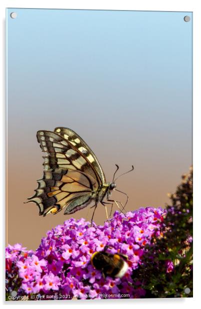 Swallowtail (Papilio machaon) Acrylic by Dirk Rüter