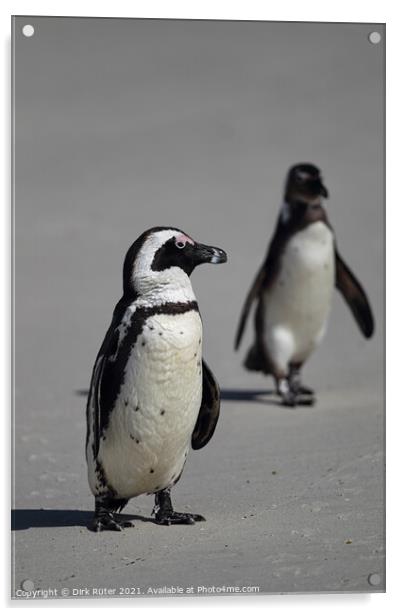 African Penguins (Spheniscus demersus) Acrylic by Dirk Rüter