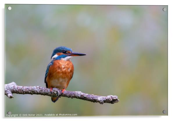 Eurasian kingfisher (Alcedo atthis) Acrylic by Dirk Rüter