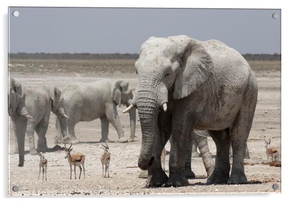 Elephants and Springbok Acrylic by Dirk Rüter