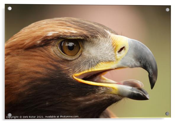 Golden Eagle (Aquila chrysaetos) Acrylic by Dirk Rüter