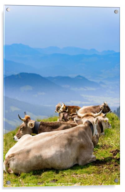 Cows in the Allgäu Acrylic by Dirk Rüter