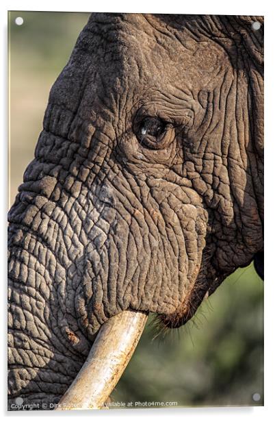African Elephant (Loxodonta africana) Acrylic by Dirk Rüter
