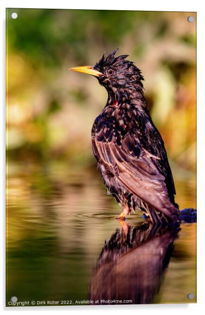 European starling (Sturnus vulgaris) Acrylic by Dirk Rüter