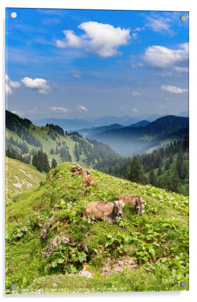 Cows in the Allgäu Acrylic by Dirk Rüter