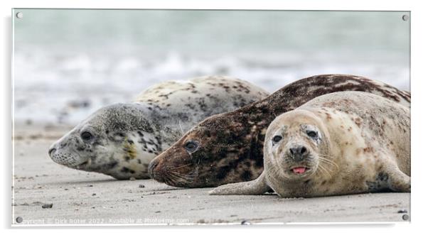 Grey Seals (Halichoerus grypus) Acrylic by Dirk Rüter