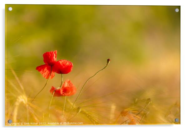 Red poppies Acrylic by Dirk Rüter