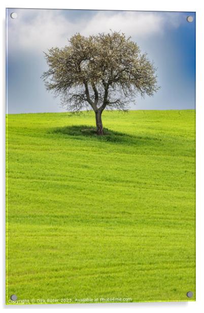 Solitary tree in Tuscany Acrylic by Dirk Rüter