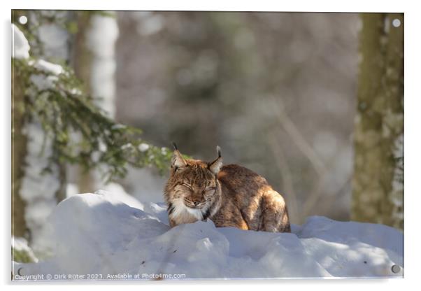 Eurasian Lynx (Lynx lynx) Acrylic by Dirk Rüter