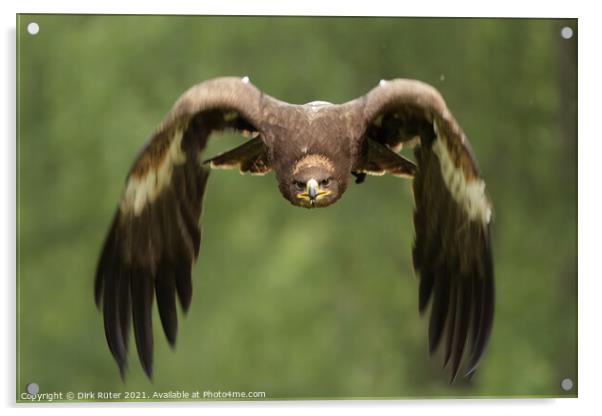 Golden Eagle (Aquila chrysaetos) Acrylic by Dirk Rüter
