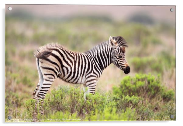 Plains Zebra (Equus quagga) Acrylic by Dirk Rüter