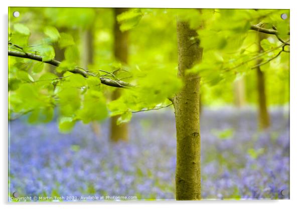 Fresh. Beech trees and oof bluebells, Blickling Acrylic by Martin Tosh