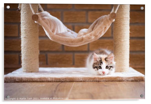 Calico kitten under cat hammock Acrylic by Martin Tosh
