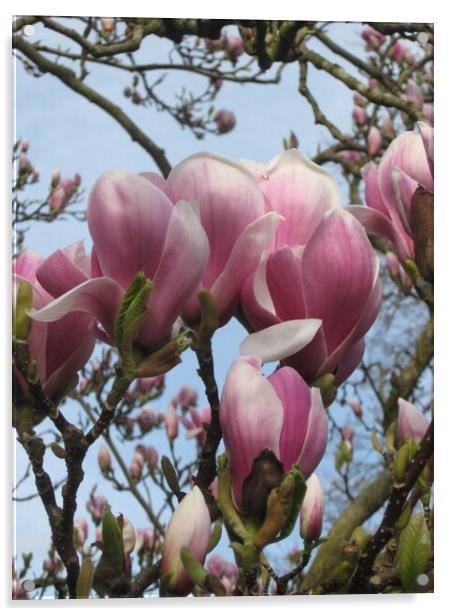 Pink Magnolia Acrylic by Christine Birch