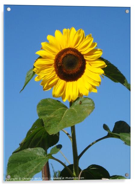 Sunflower against sky Acrylic by Christine Birch