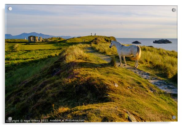 Wild Pony, Anglesey Acrylic by Nigel Wilkins