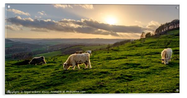 Highland Cattle Grazing - Derbyshire Dales Acrylic by Nigel Wilkins