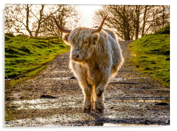 Highland Cow Acrylic by Nigel Wilkins