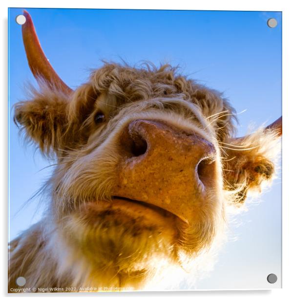 Highland Cow Closeup Acrylic by Nigel Wilkins