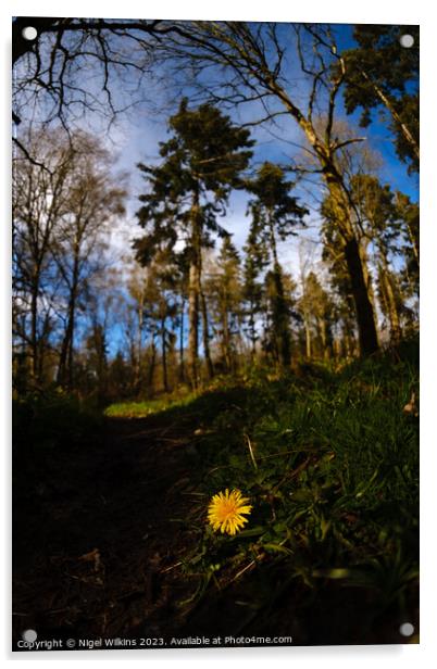 Dandelion in the Woods Acrylic by Nigel Wilkins