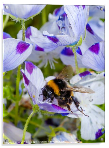 Garden Bumblebee Acrylic by Nigel Wilkins
