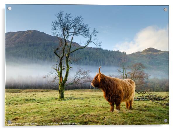 Highland Cow, Scottish Highlands Acrylic by Nigel Wilkins