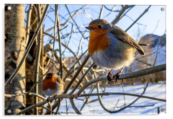 Winter Robins Acrylic by Nigel Wilkins