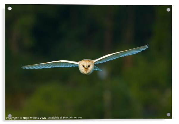 Barn Owl in Flight Acrylic by Nigel Wilkins