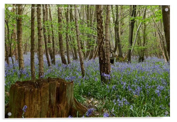 Bluebells in Chalkney Woods Acrylic by Geoff Taylor