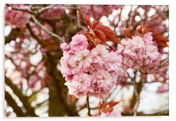 Pink blossom Acrylic by Geoff Taylor