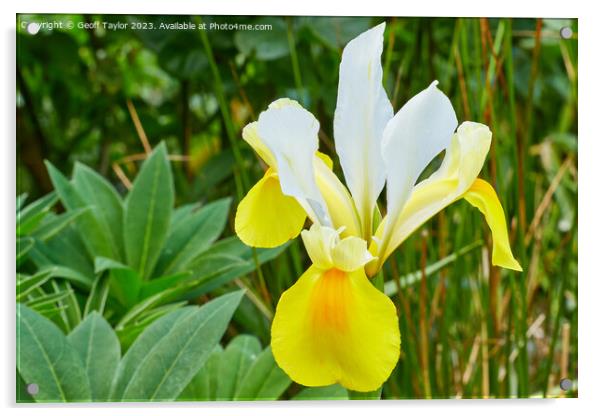Yellow iris Acrylic by Geoff Taylor